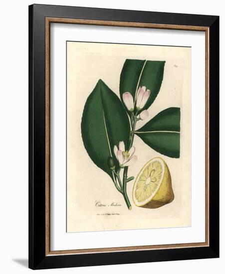 White Blossom and Ripe Fruit Segment of the Lemon Tree, Citrus Medica-James Sowerby-Framed Giclee Print