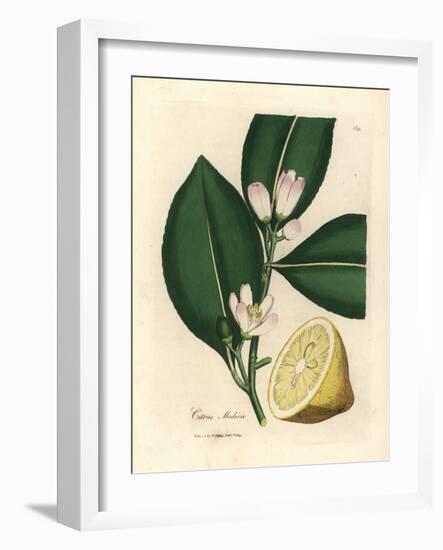 White Blossom and Ripe Fruit Segment of the Lemon Tree, Citrus Medica-James Sowerby-Framed Giclee Print