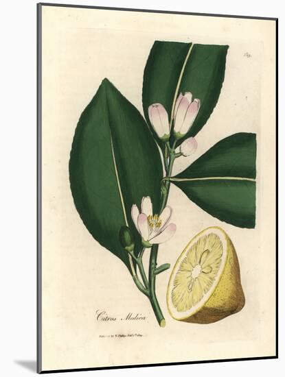 White Blossom and Ripe Fruit Segment of the Lemon Tree, Citrus Medica-James Sowerby-Mounted Giclee Print