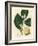 White Blossom and Ripe Fruit Segment of the Lemon Tree, Citrus Medica-James Sowerby-Framed Giclee Print