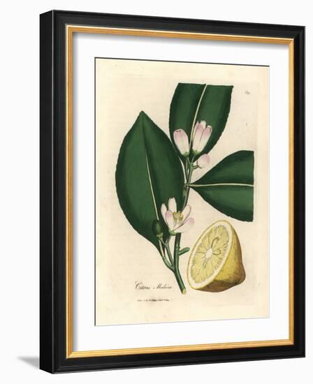 White Blossom and Ripe Fruit Segment of the Lemon Tree, Citrus Medica-James Sowerby-Framed Giclee Print