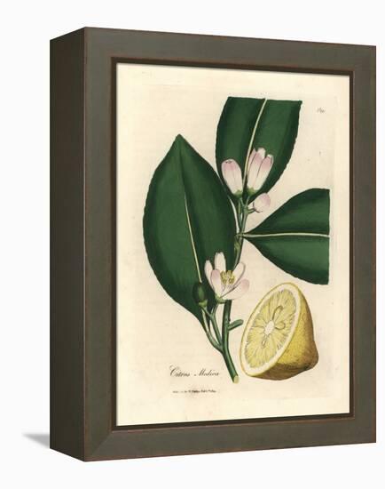 White Blossom and Ripe Fruit Segment of the Lemon Tree, Citrus Medica-James Sowerby-Framed Premier Image Canvas