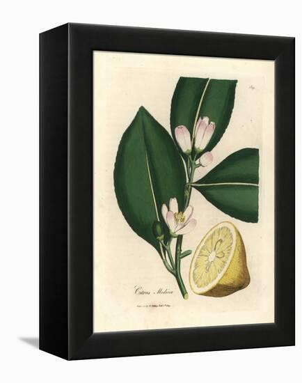 White Blossom and Ripe Fruit Segment of the Lemon Tree, Citrus Medica-James Sowerby-Framed Premier Image Canvas