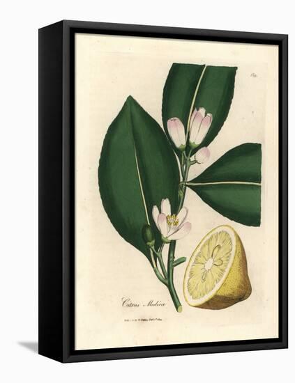 White Blossom and Ripe Fruit Segment of the Lemon Tree, Citrus Medica-James Sowerby-Framed Premier Image Canvas