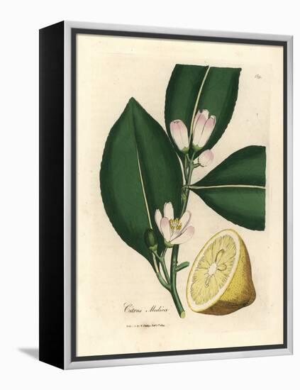 White Blossom and Ripe Fruit Segment of the Lemon Tree, Citrus Medica-James Sowerby-Framed Premier Image Canvas