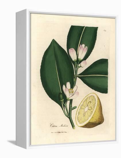 White Blossom and Ripe Fruit Segment of the Lemon Tree, Citrus Medica-James Sowerby-Framed Premier Image Canvas