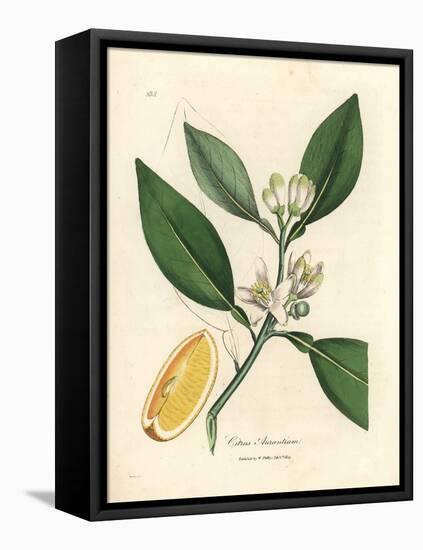 White Blossom and Ripe Fruit Segment of the Orange Tree, Citrus Aurantium-James Sowerby-Framed Premier Image Canvas