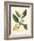 White Blossom and Ripe Fruit Segment of the Orange Tree, Citrus Aurantium-James Sowerby-Framed Giclee Print