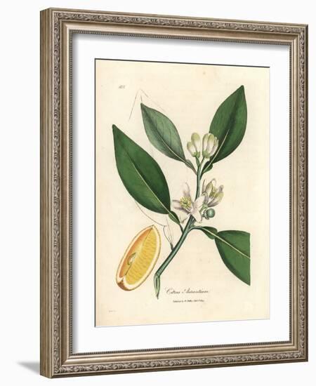 White Blossom and Ripe Fruit Segment of the Orange Tree, Citrus Aurantium-James Sowerby-Framed Giclee Print