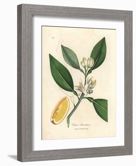 White Blossom and Ripe Fruit Segment of the Orange Tree, Citrus Aurantium-James Sowerby-Framed Giclee Print