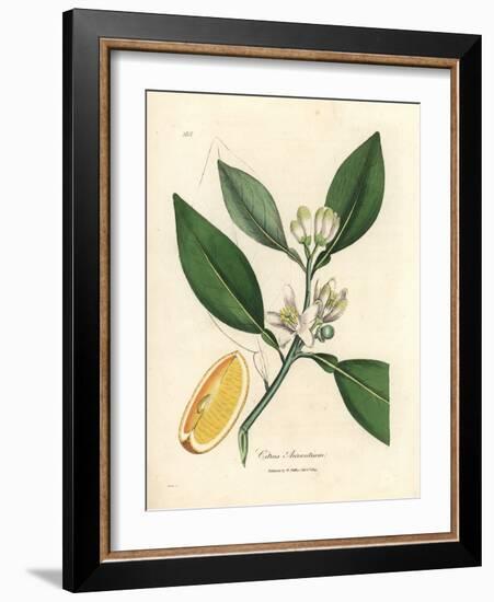 White Blossom and Ripe Fruit Segment of the Orange Tree, Citrus Aurantium-James Sowerby-Framed Giclee Print