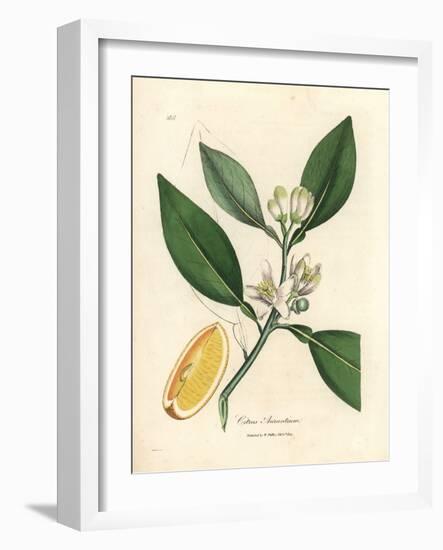 White Blossom and Ripe Fruit Segment of the Orange Tree, Citrus Aurantium-James Sowerby-Framed Giclee Print