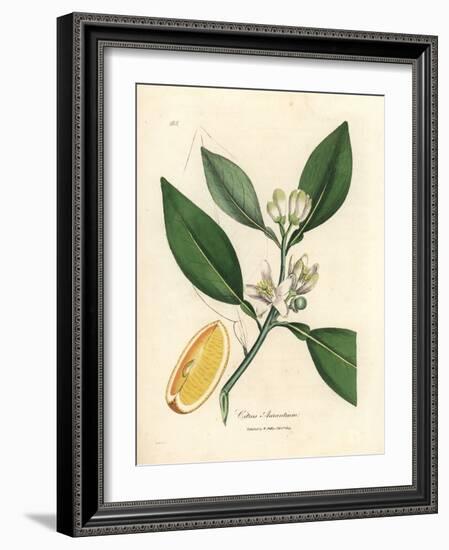 White Blossom and Ripe Fruit Segment of the Orange Tree, Citrus Aurantium-James Sowerby-Framed Giclee Print