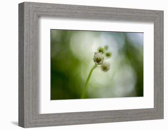 White Blossom in the Back Light-Falk Hermann-Framed Photographic Print