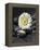 White Blossom on Black Stones-Uwe Merkel-Framed Premier Image Canvas