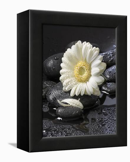 White Blossom on Black Stones-Uwe Merkel-Framed Premier Image Canvas