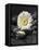 White Blossom on Black Stones-Uwe Merkel-Framed Premier Image Canvas