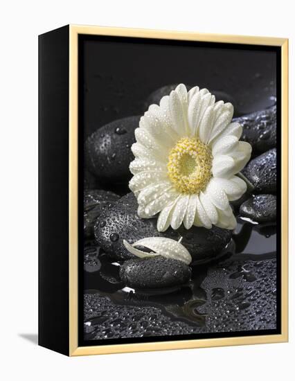 White Blossom on Black Stones-Uwe Merkel-Framed Premier Image Canvas