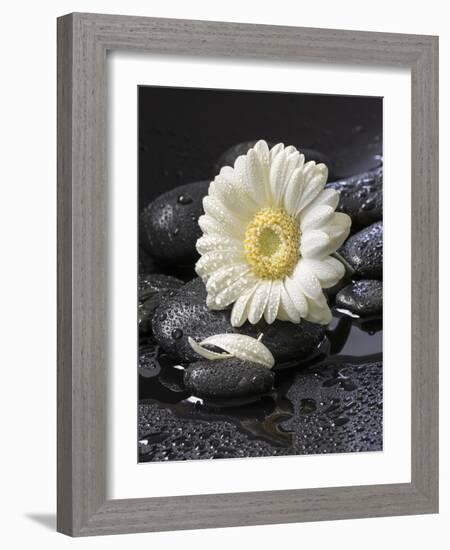 White Blossom on Black Stones-Uwe Merkel-Framed Photographic Print