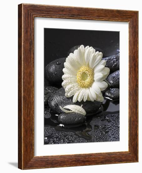 White Blossom on Black Stones-Uwe Merkel-Framed Photographic Print