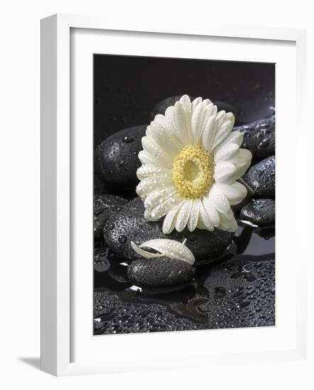 White Blossom on Black Stones-Uwe Merkel-Framed Photographic Print