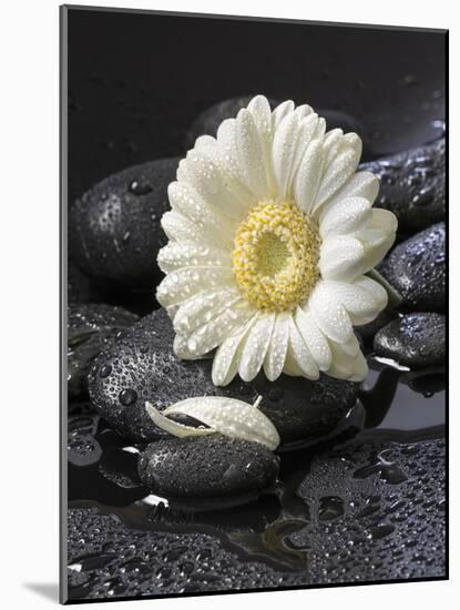 White Blossom on Black Stones-Uwe Merkel-Mounted Photographic Print