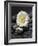 White Blossom on Black Stones-Uwe Merkel-Framed Photographic Print