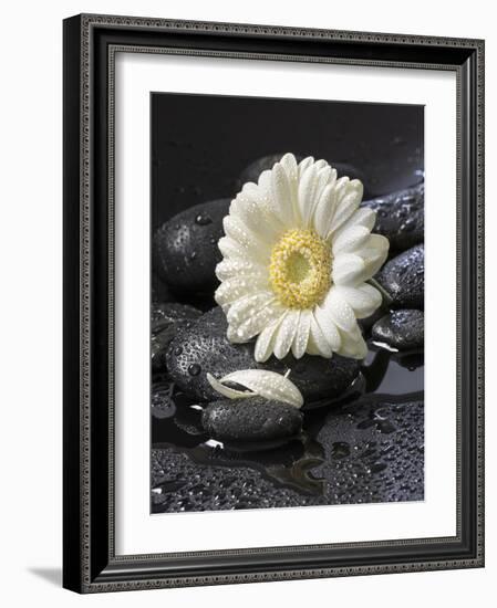 White Blossom on Black Stones-Uwe Merkel-Framed Photographic Print