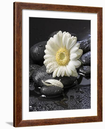 White Blossom on Black Stones-Uwe Merkel-Framed Photographic Print