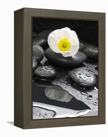 White Blossom on Black Stones-Uwe Merkel-Framed Premier Image Canvas