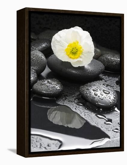 White Blossom on Black Stones-Uwe Merkel-Framed Premier Image Canvas