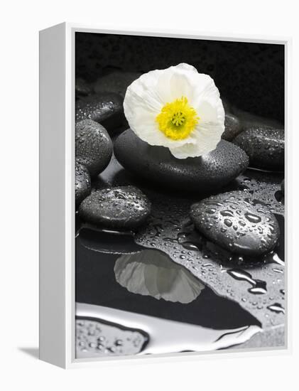 White Blossom on Black Stones-Uwe Merkel-Framed Premier Image Canvas