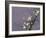 White Blossom-Thomas Leung-Framed Giclee Print