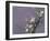 White Blossom-Thomas Leung-Framed Giclee Print