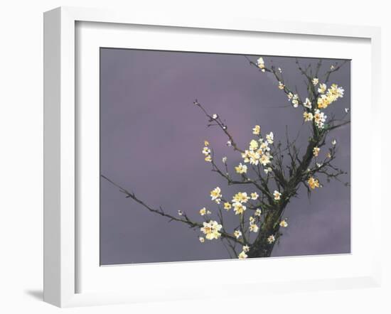 White Blossom-Thomas Leung-Framed Giclee Print