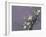 White Blossom-Thomas Leung-Framed Giclee Print