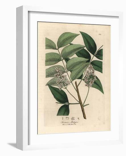 White Blossomed Mahogany Tree, Swietenia Mahogani-James Sowerby-Framed Giclee Print