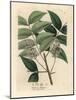 White Blossomed Mahogany Tree, Swietenia Mahogani-James Sowerby-Mounted Giclee Print