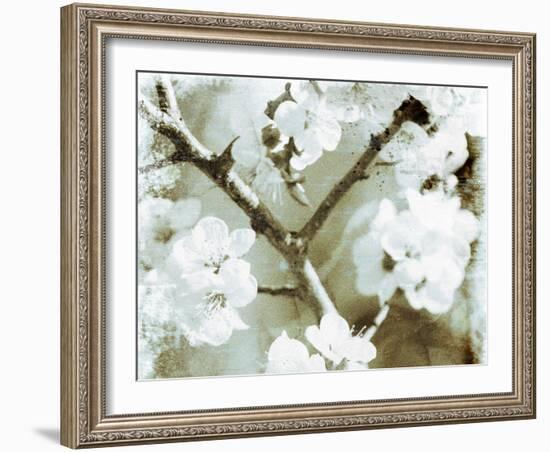 White Blossoms in Sepia II-null-Framed Art Print