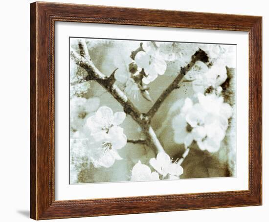 White Blossoms in Sepia II-null-Framed Art Print