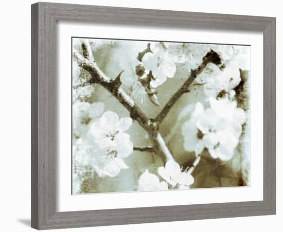 White Blossoms in Sepia II-null-Framed Art Print