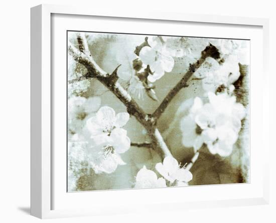 White Blossoms in Sepia II-null-Framed Art Print