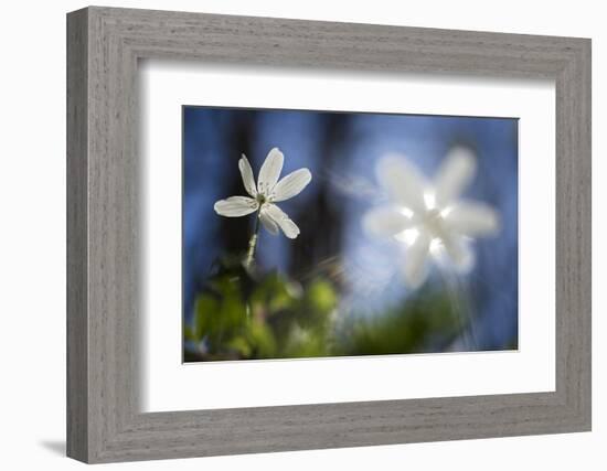 White Blossoms in the Back Light-Falk Hermann-Framed Photographic Print