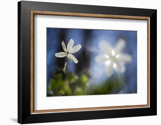 White Blossoms in the Back Light-Falk Hermann-Framed Photographic Print