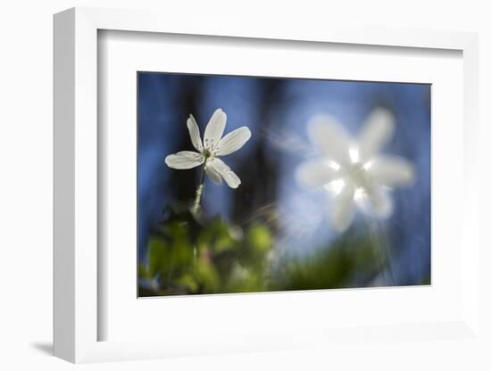 White Blossoms in the Back Light-Falk Hermann-Framed Photographic Print