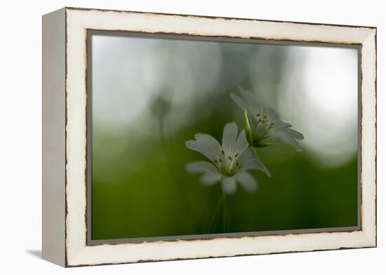 White Blossoms in the Spring-Falk Hermann-Framed Premier Image Canvas