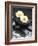 White Blossoms on Black Stones-Uwe Merkel-Framed Photographic Print