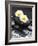 White Blossoms on Black Stones-Uwe Merkel-Framed Photographic Print