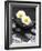 White Blossoms on Black Stones-Uwe Merkel-Framed Photographic Print