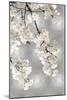 White Blossoms on Silver I-Kate Bennett-Mounted Art Print